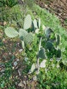 Sharp Thorns on Prickly Pear Cactus Leaves Royalty Free Stock Photo