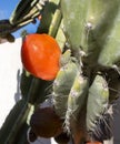 Sharp Thorns and Red Cereus Repandus Cactus Fruits