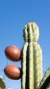 Sharp Thorns and Red Cereus Repandus Cactus Fruits