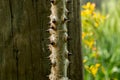Sharp thorns on the wooden electrical pillar with flowers behind