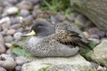 Sharp-winged Teal