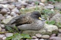 Sharp-winged Teal