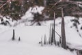Sharp wooden pine spikes under the snowfall look gothic Royalty Free Stock Photo