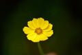 Sharp Yellow flower with shallow depth of field