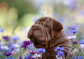 Sharpay closeup portrait in flowers