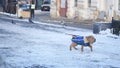 Sharpay dog running jacket in the snow