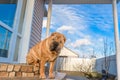 Sharpay is sitting on the steps, looking at the camera. red brutal dog friend of man, pet