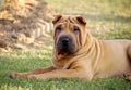 Sharpei Royalty Free Stock Photo