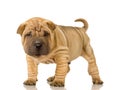 Sharpei Royalty Free Stock Photo