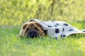 Sharpei baby dog Royalty Free Stock Photo