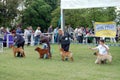 Sharpei cacib dogshow Royalty Free Stock Photo