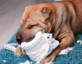 Sharpei dog Royalty Free Stock Photo