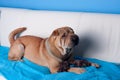 Sharpei dog Royalty Free Stock Photo