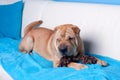 Sharpei dog Royalty Free Stock Photo