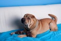 Sharpei dog Royalty Free Stock Photo