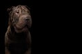 Sharpei Dog Isolated on Black Background Royalty Free Stock Photo