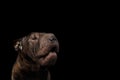 Sharpei Dog Isolated on Black Background Royalty Free Stock Photo