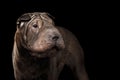 Sharpei Dog Isolated on Black Background Royalty Free Stock Photo