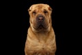 Sharpei Dog Isolated on Black Background Royalty Free Stock Photo