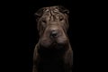 Sharpei Dog Isolated on Black Background Royalty Free Stock Photo