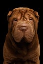 Sharpei Dog Isolated on Black Background Royalty Free Stock Photo