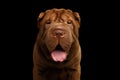 Sharpei Dog Isolated on Black Background Royalty Free Stock Photo