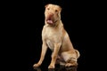 Sharpei Dog Isolated on Black Background Royalty Free Stock Photo