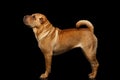 Sharpei Dog Isolated on Black Background Royalty Free Stock Photo