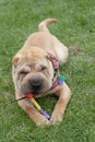 Sharpei dog playing Royalty Free Stock Photo