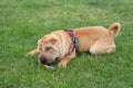 Sharpei dog playing Royalty Free Stock Photo