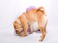 Sharpei dog playing Royalty Free Stock Photo