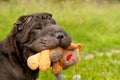 Sharpei dog playing with teddy bear in park Royalty Free Stock Photo