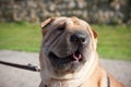 Sharpei dog portrait Royalty Free Stock Photo