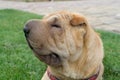 Sharpei dog portrait Royalty Free Stock Photo