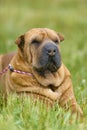 Sharpei dog portrait in grass Royalty Free Stock Photo