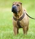 Sharpei dog portrait in grass Royalty Free Stock Photo