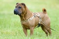 Sharpei dog portrait in grass Royalty Free Stock Photo