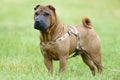 Sharpei dog portrait in grass Royalty Free Stock Photo