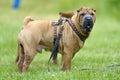 Sharpei dog portrait in grass Royalty Free Stock Photo