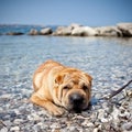 Sharpei dog Royalty Free Stock Photo