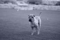 Sharpei Dog Royalty Free Stock Photo