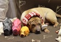 Sharpei female with christmass scarf