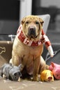 Sharpei female with christmass scarf
