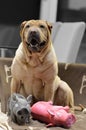 Sharpei female with christmass scarf