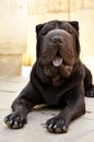 Sharpei portrait about a black female Royalty Free Stock Photo