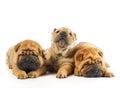 Sharpei puppies