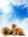 Sharpei puppies Royalty Free Stock Photo