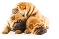 Sharpei puppies Royalty Free Stock Photo