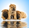 Sharpei puppies Royalty Free Stock Photo