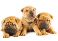 Sharpei puppies